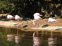 Flamands roses, Phoenicopterus roseus (ord Phoenicopteriformes) (fam Phoenicopterides) (Photo F. Mrugala) (01)